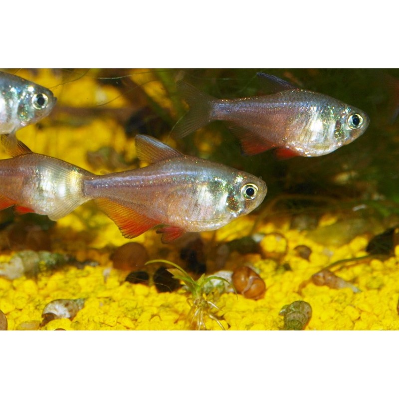 Tétra de Rio - Hyphessobrycon flammeus