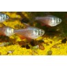 Tétra de Rio - Hyphessobrycon flammeus