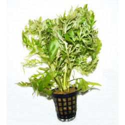 Hygrophila difformis