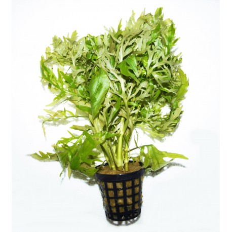 Hygrophila difformis