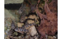 Corydoras poivre