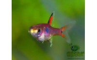Rasbora nain - Boraras maculatus