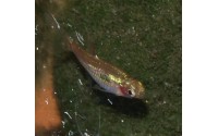 Mini Rasbora - Boraras merah