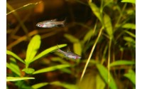 Mini Rasbora - Boraras merah