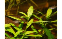 Mini Rasbora - Boraras merah