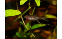 Mini Rasbora - Boraras merah