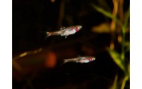 Mini Rasbora - Boraras merah