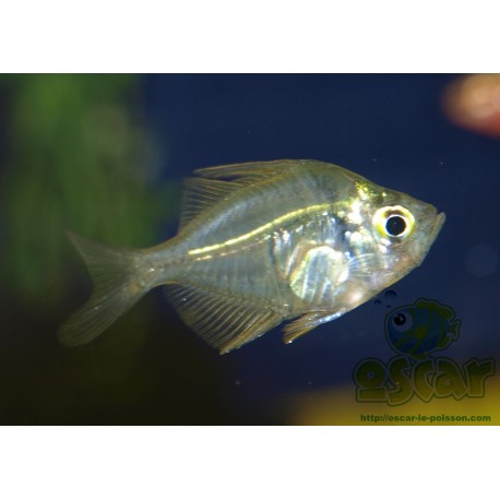 Perche de verre - Parambassis ranga