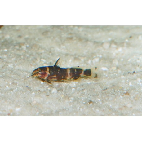 Synodonte nain - Microsynodontis batesii