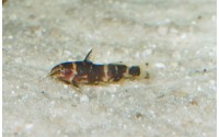 Synodonte nain - Microsynodontis batesii