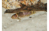 Synodonte nain - Microsynodontis batesii