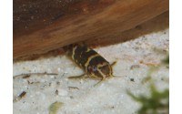 Synodonte nain - Microsynodontis batesii