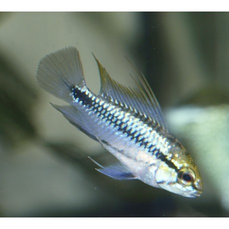 Apistogramme à trois bandes - Apistogramma trifasciata