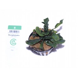 Bucephalandra "green wavy"