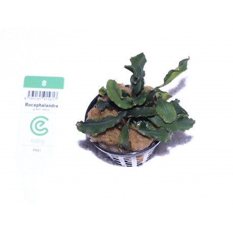Bucephalandra "green wavy"