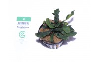 Bucephalandra "green wavy"