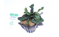 Bucephalandra "green wavy"