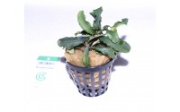 Bucephalandra "green wavy"