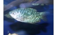 Gourami bleu - Trichopodus trichopterus