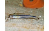Silure de verre africain - Pareutropius debauwi