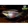 Pelmato - Pelvicachromis pulcher fr