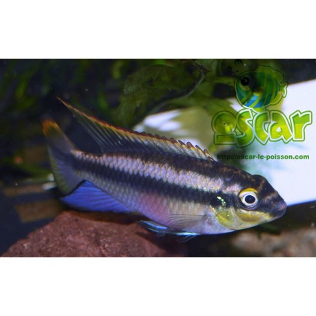 Pelmato - Pelvicachromis pulcher
