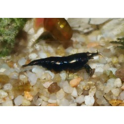 Crevette noire - Sélectionnée