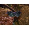 Gourami cosby - Trichopodus trichopterus