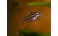 Poisson crayon nain - Nannostomus marginatus