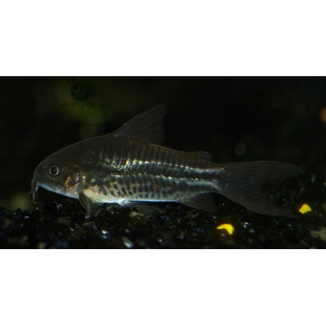 Petit Cory - Corydoras nanus