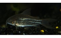 Petit Cory - Corydoras nanus