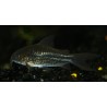 Petit Cory - Corydoras nanus