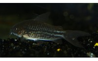 Petit Cory - Corydoras nanus