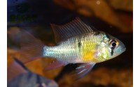 Mikrogeophagus altispinosus