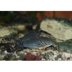 Cory de Sterba - Corydoras sterbai