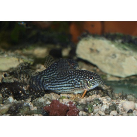 Cory de Sterba - Corydoras sterbai