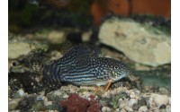 Cory de Sterba - Corydoras sterbai