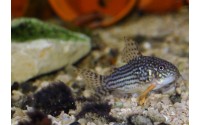 Cory de Sterba - Corydoras sterbai