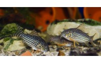 Cory de Sterba - Corydoras sterbai