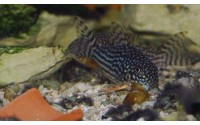 Cory de Sterba - Corydoras sterbai