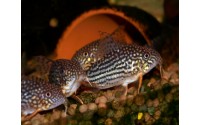 Cory de Sterba - Corydoras sterbai