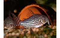 Cory de Sterba - Corydoras sterbai