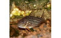 Cory de Sterba - Corydoras sterbai