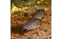 Cory de Sterba - Corydoras sterbai