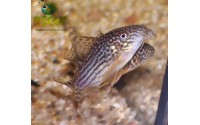 Cory de Sterba - Corydoras sterbai