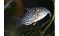 Cory de Sterba - Corydoras sterbai