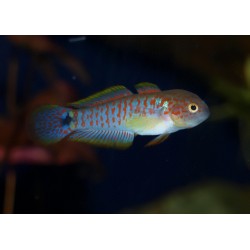 Tateurndina ocellicauda mâle