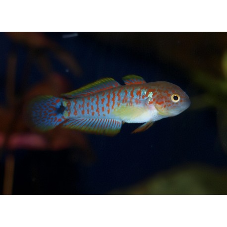 Tateurndina ocellicauda mâle