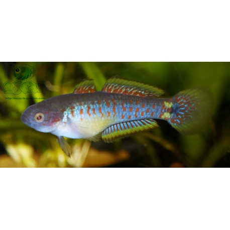 Tateurndina ocellicauda femelle