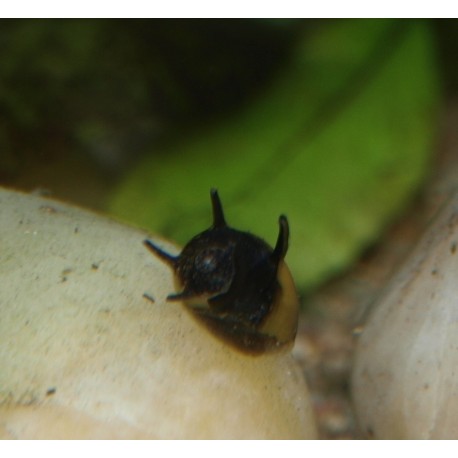 Clithon cornu zébré